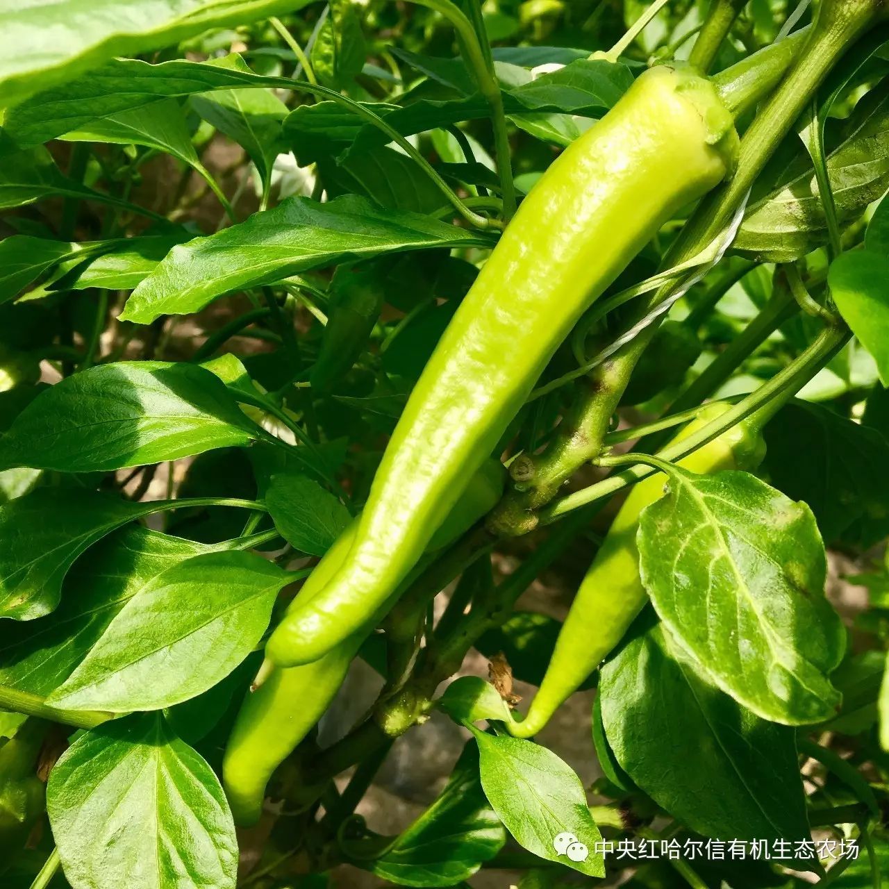 First image